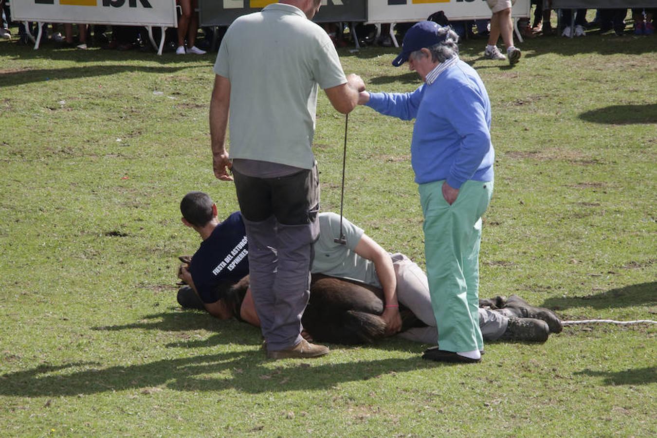 La Fiesta del Asturcón en la majada de Espineres