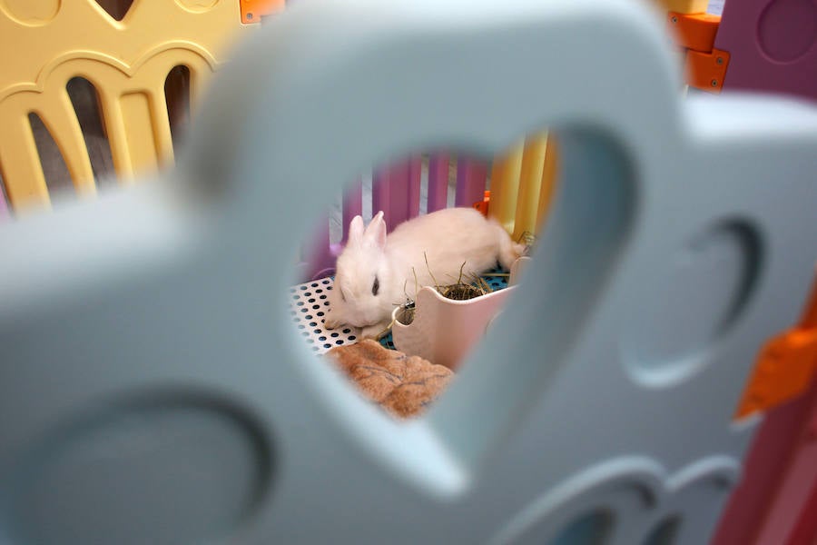 Café para los amantes de los conejos en Hong Kong