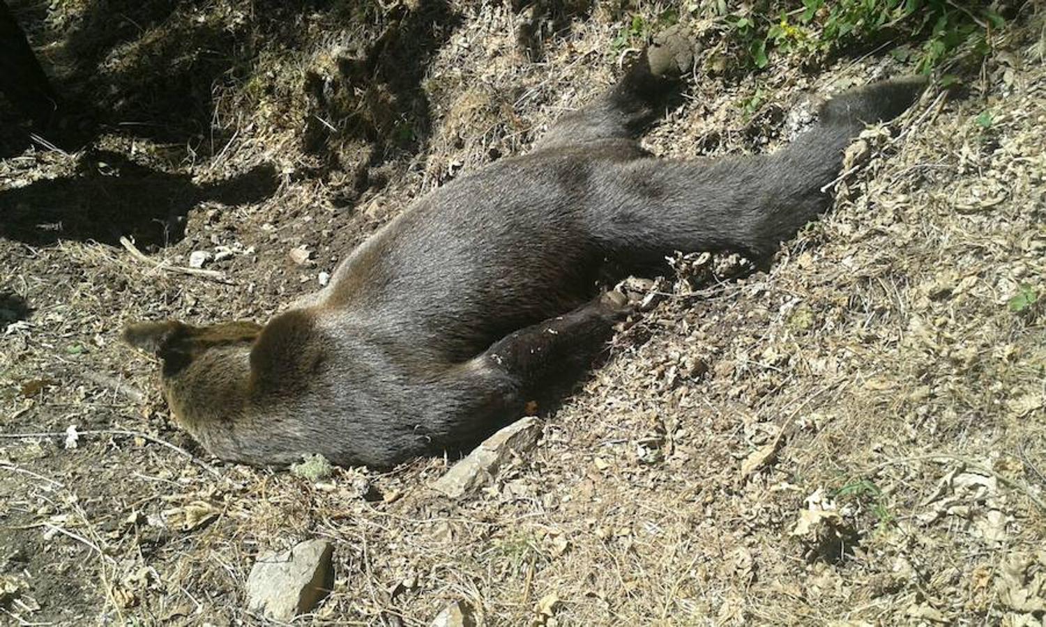 Unos turistas encuentran un oso muerto en Cangas del Narcea