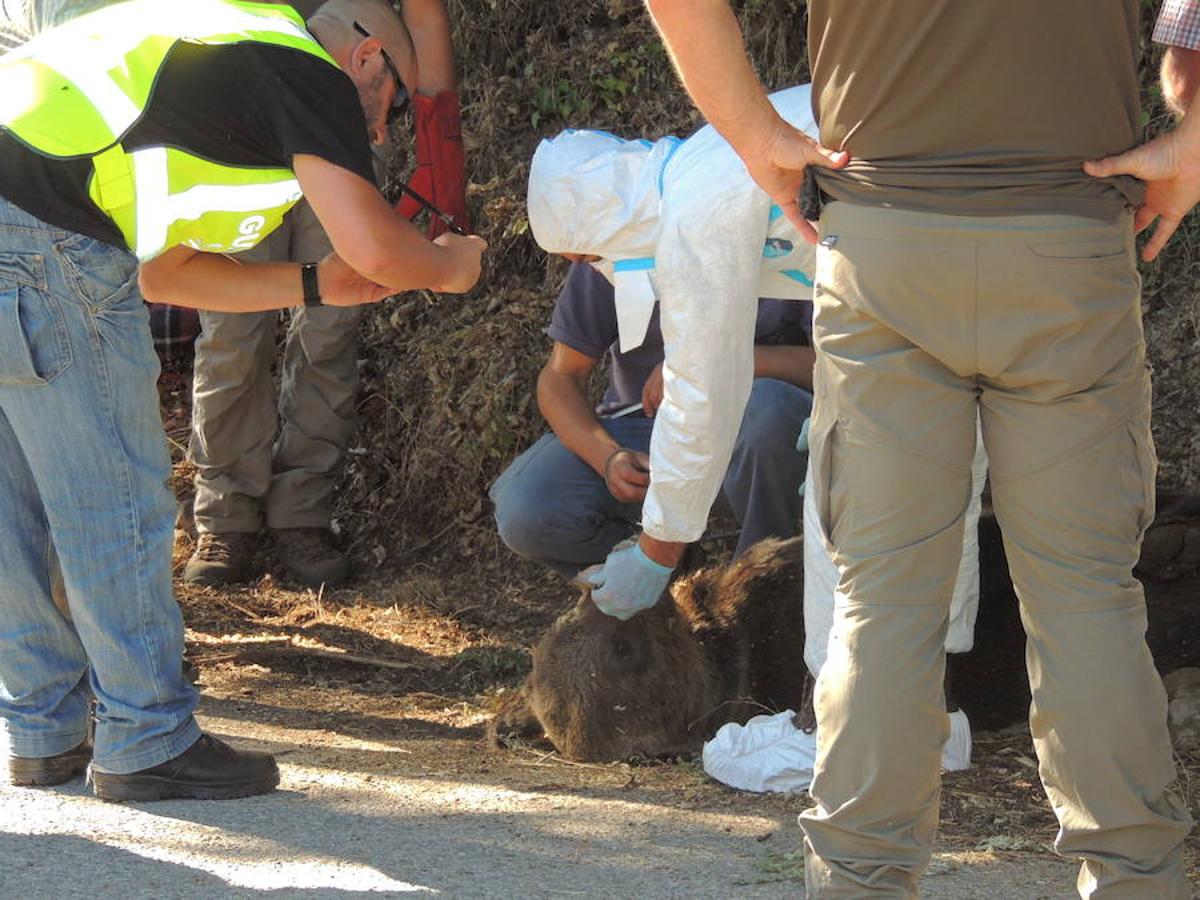 Unos turistas encuentran un oso muerto en Cangas del Narcea