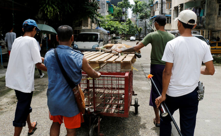 Perros de la calle birmanos