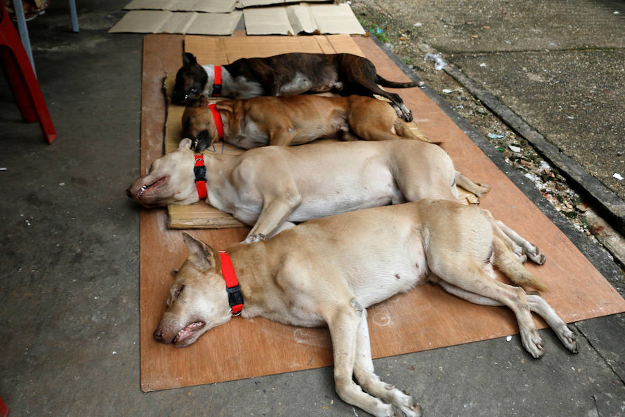 Perros de la calle birmanos