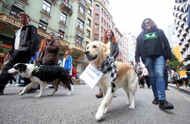 Manifestación contra los sacrificios en la perrera de Oviedo