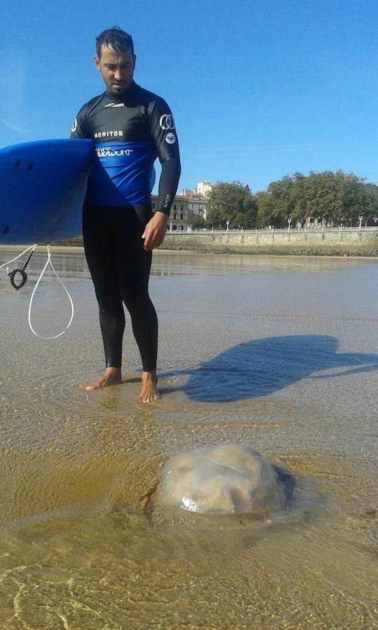 Aparecen medusas gigantes en la playa de San Lorenzo de Gijón