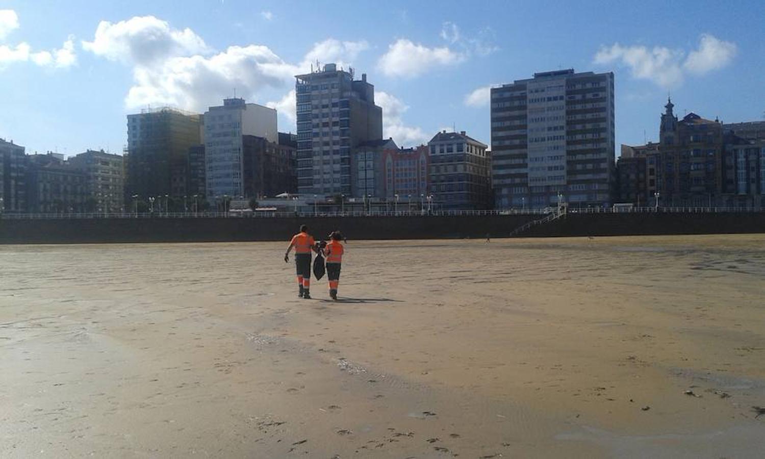 Aparecen medusas gigantes en la playa de San Lorenzo de Gijón