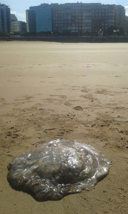 Aparecen medusas gigantes en la playa de San Lorenzo de Gijón