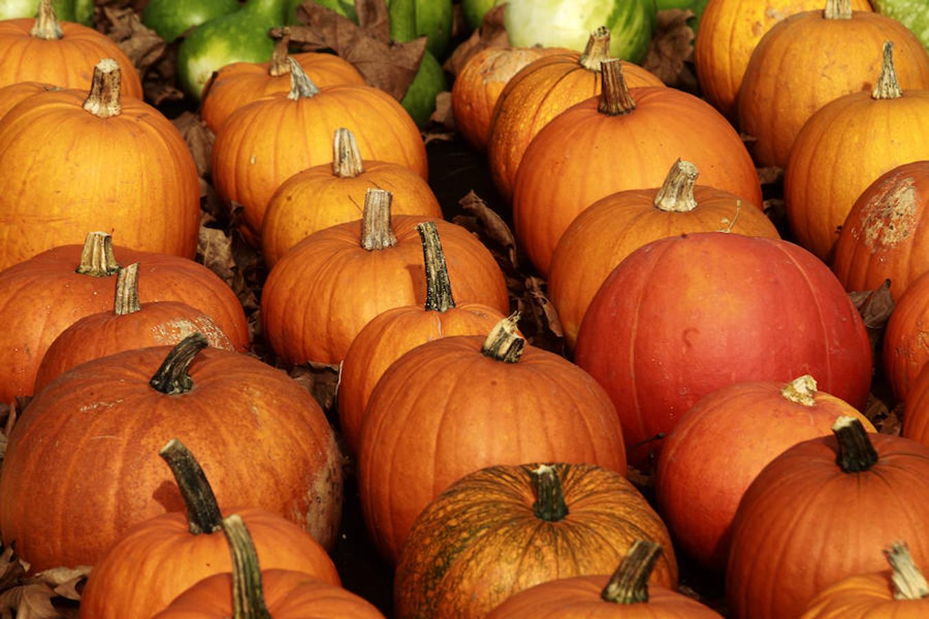 El Botánico de Gijón celebra el Día de las Calabazas