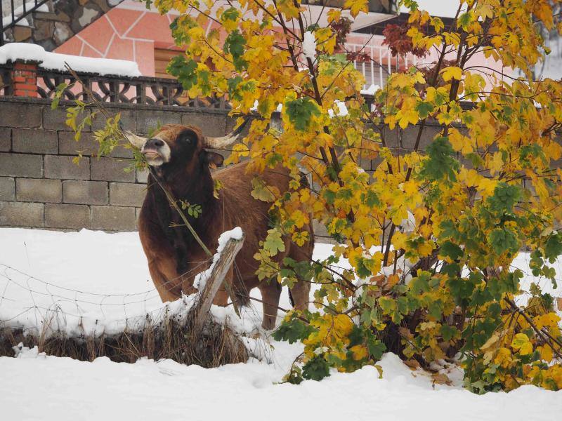 La nieve complica la vida en Sotres