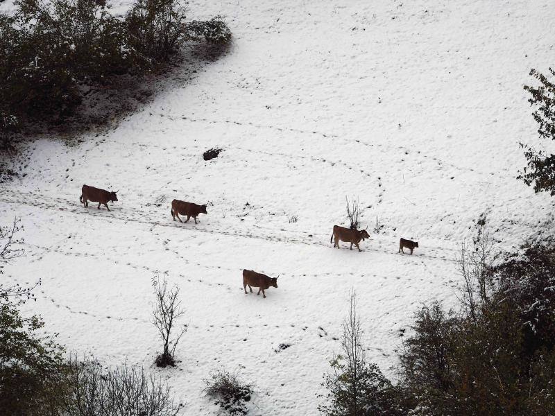 La nieve complica la vida en Sotres