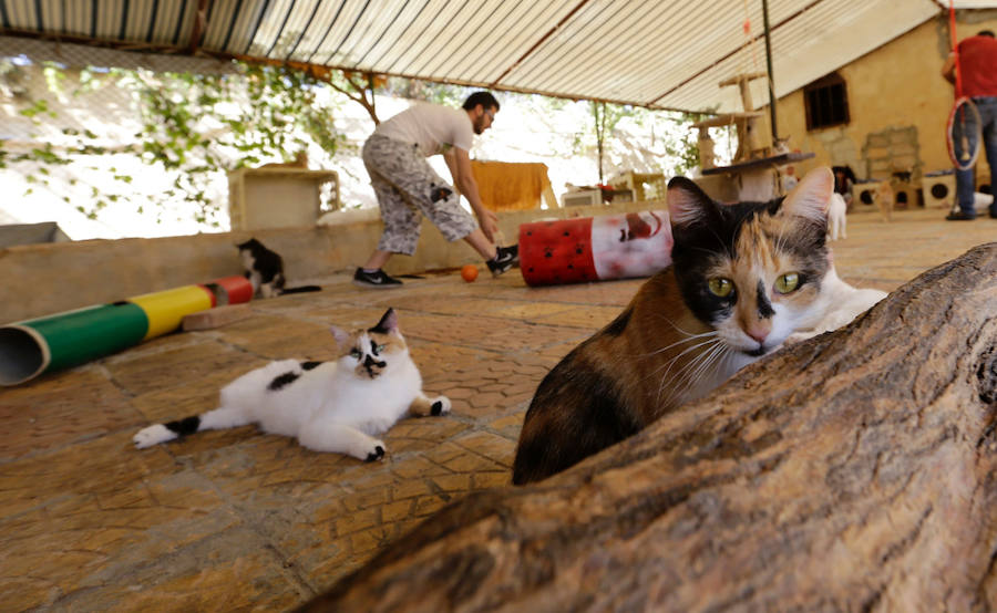 Refugio de guerra para mascotas en Siria