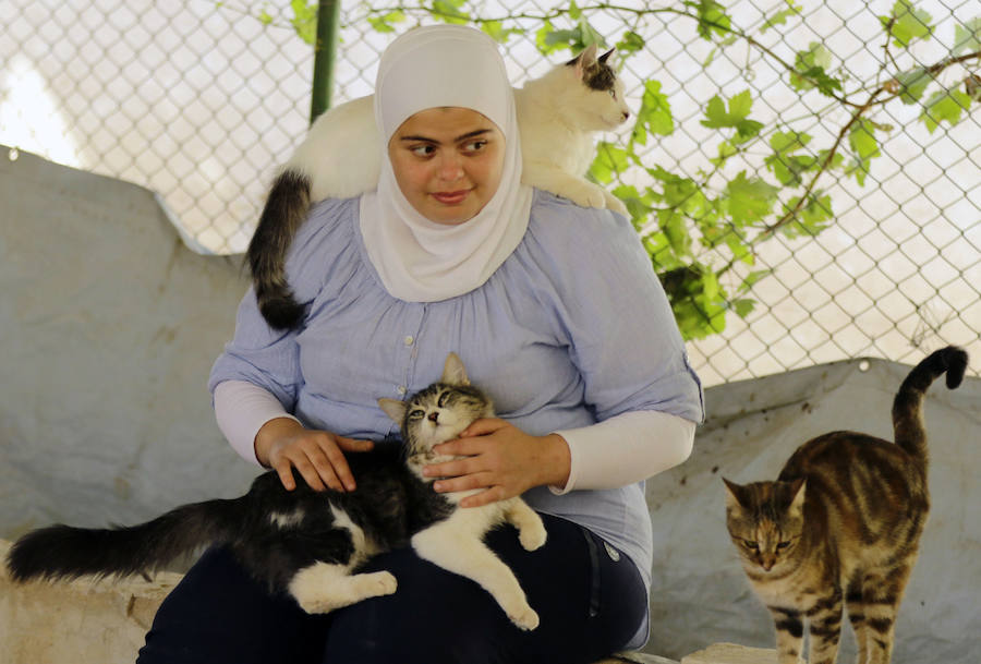Refugio de guerra para mascotas en Siria