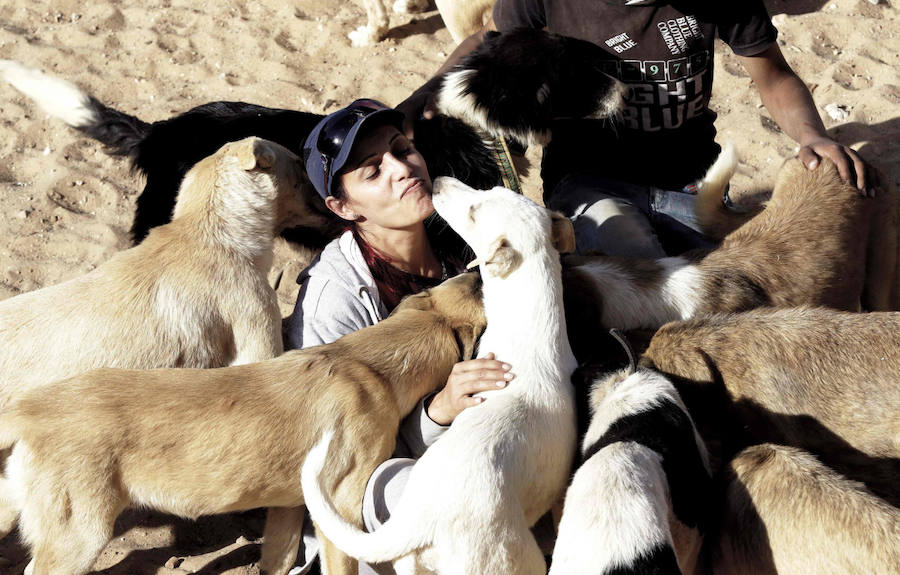 Refugio de guerra para mascotas en Siria