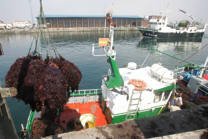 Recogida de ocle en Llanes