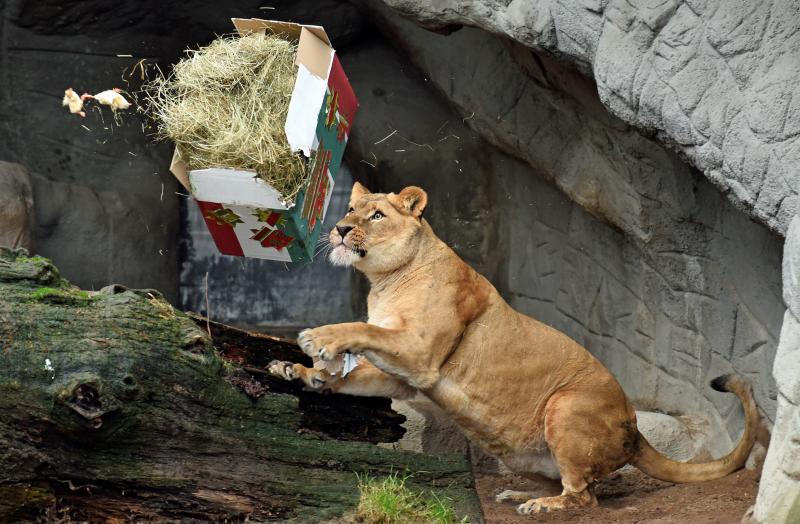 Una animalada de regalo