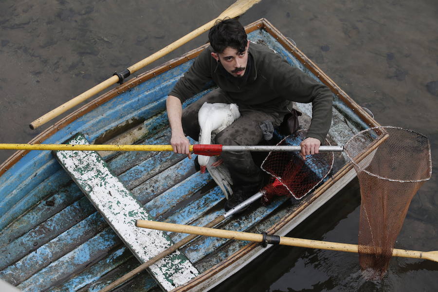 Rescate de una oca herida en Gijón