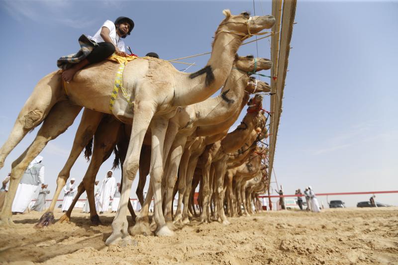 Presumiendo de camellos