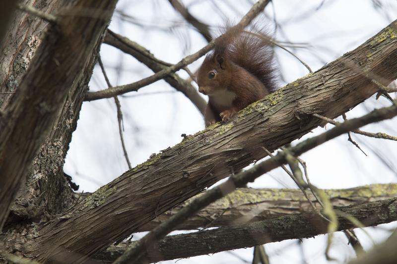 La fauna del parque de Isabel la Católica