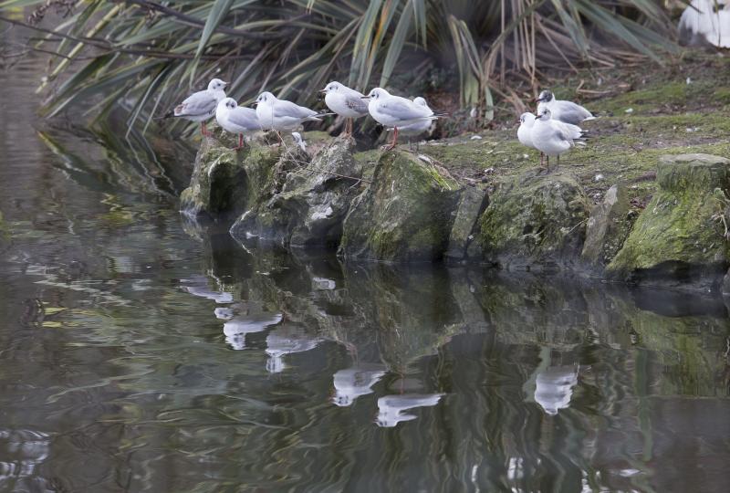 La fauna del parque de Isabel la Católica