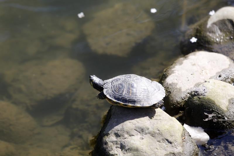 La fauna del parque de Isabel la Católica
