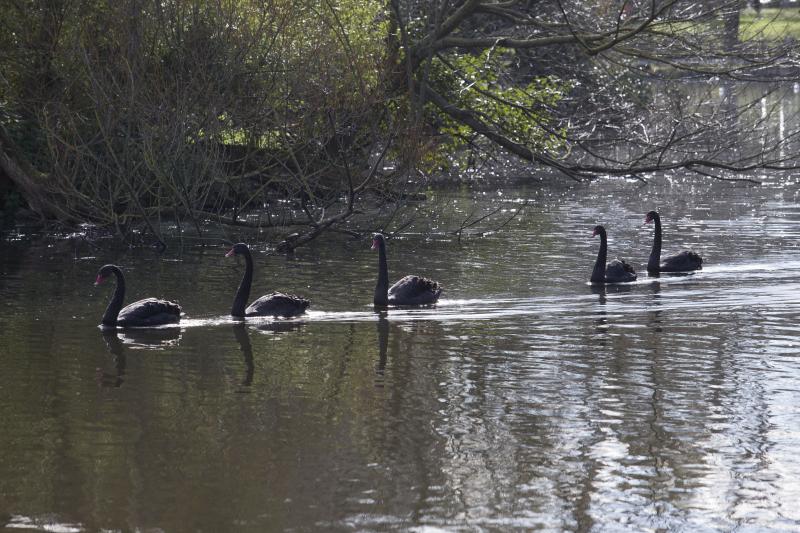 La fauna del parque de Isabel la Católica