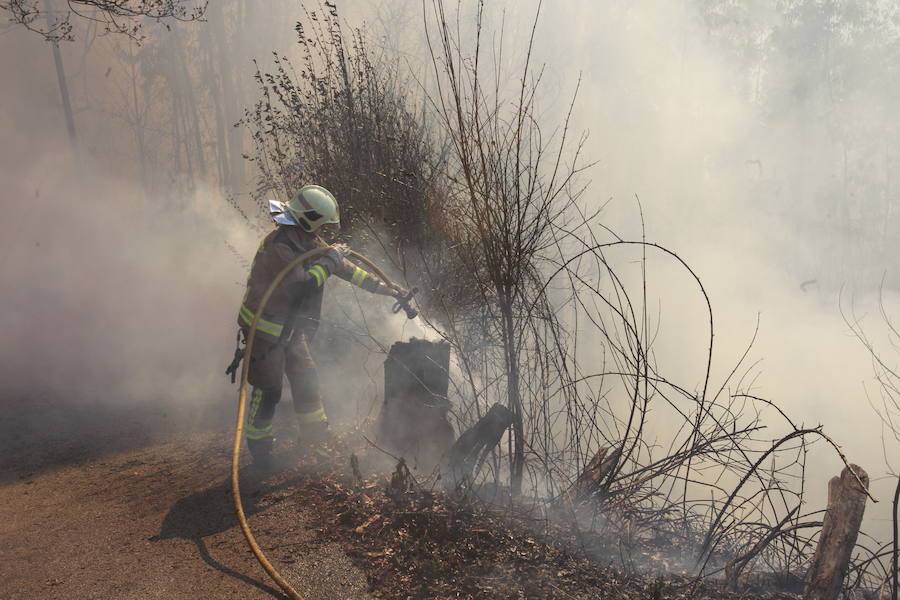 Incendio forestal en Olloniego