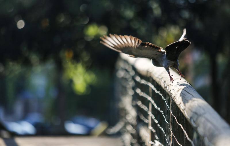 Las imágenes más impactantes de la primavera en Asturias