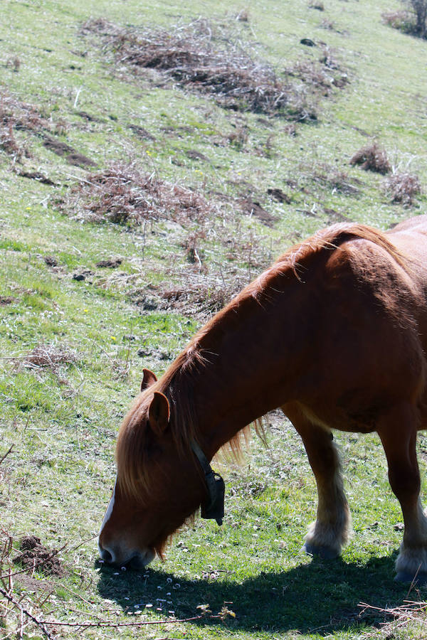 Las imágenes más impactantes de la primavera en Asturias