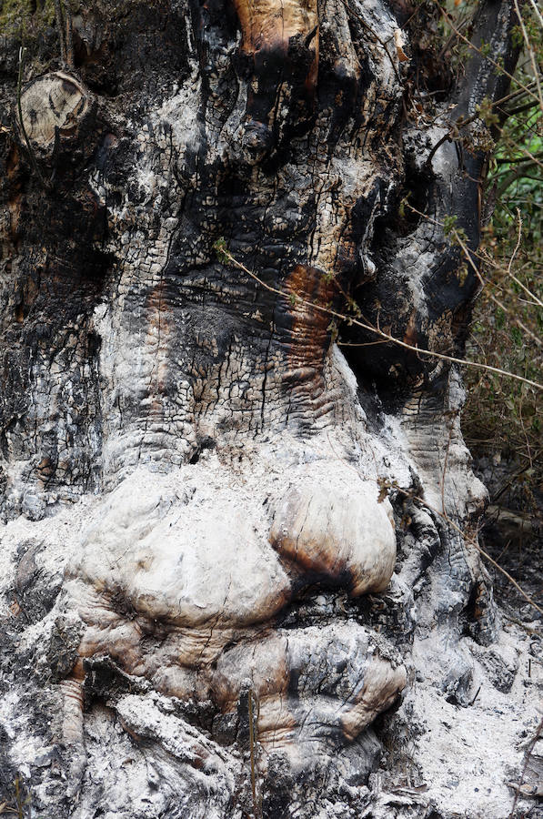 Un incendio quema 15 hectáreas en el Naranco, en Oviedo