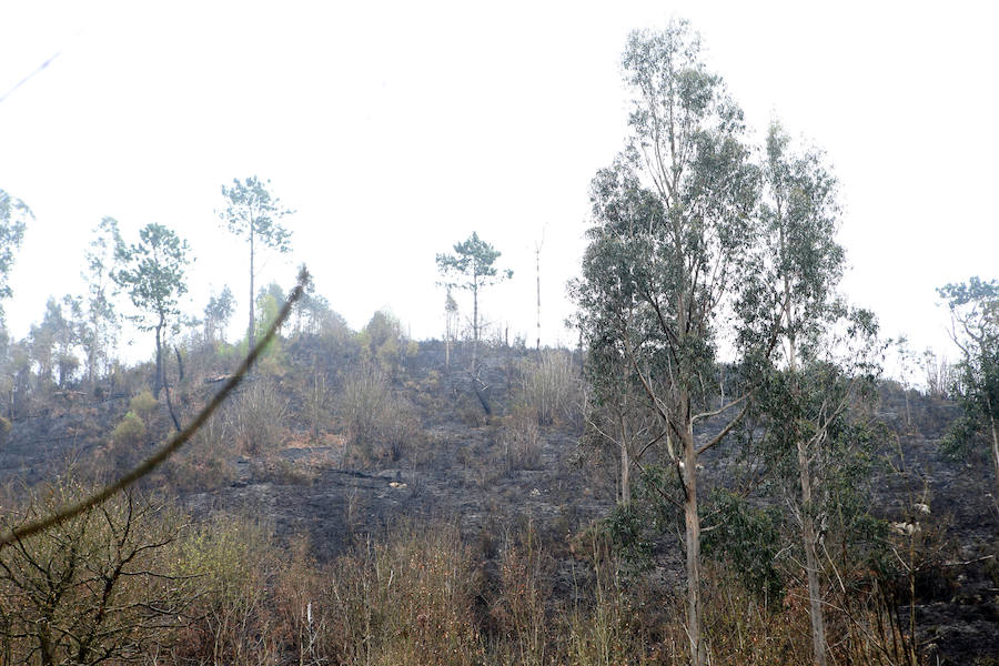 Un incendio quema 15 hectáreas en el Naranco, en Oviedo