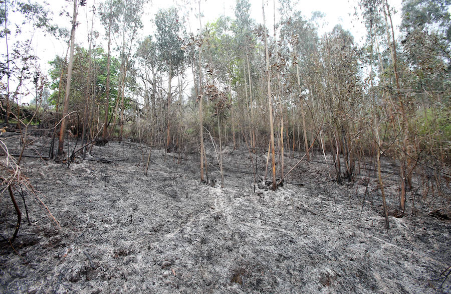 Un incendio quema 15 hectáreas en el Naranco, en Oviedo