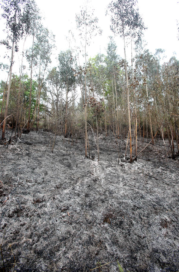 Un incendio quema 15 hectáreas en el Naranco, en Oviedo