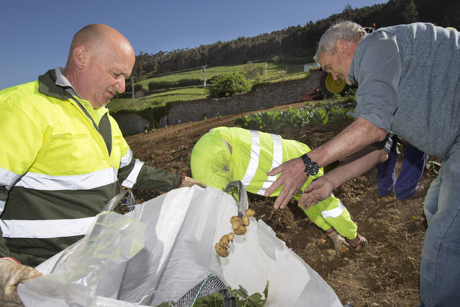 Asturias comienza a retirar patatas para erradicar la polilla guatemalteca