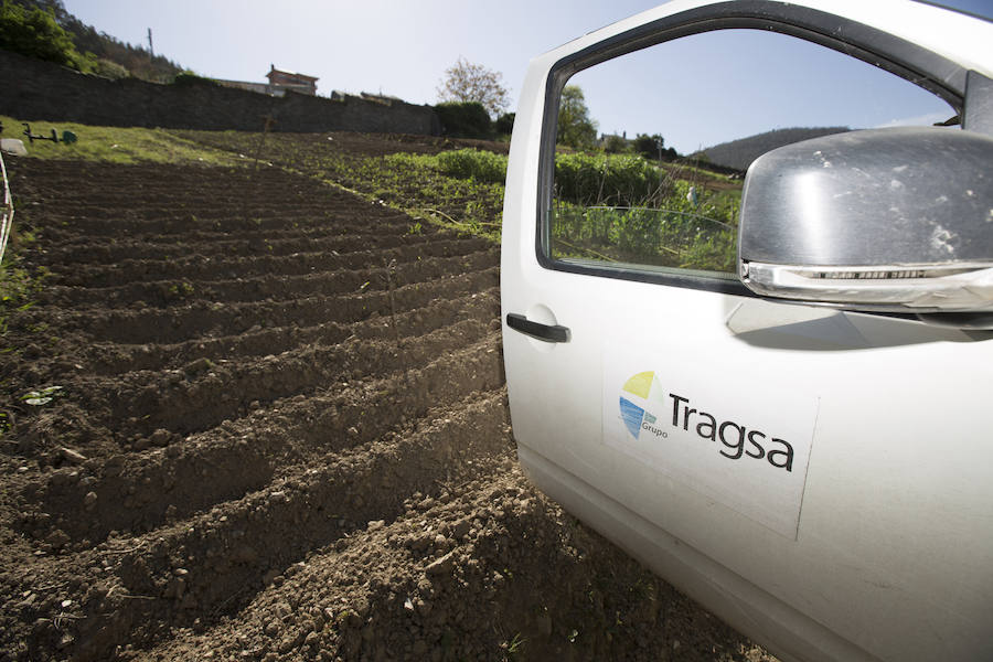 Asturias comienza a retirar patatas para erradicar la polilla guatemalteca