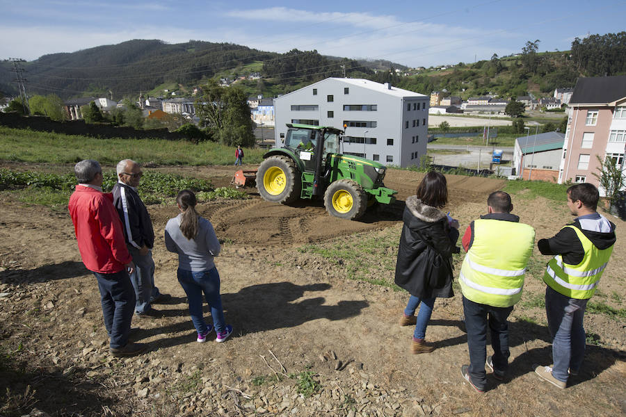 Asturias comienza a retirar patatas para erradicar la polilla guatemalteca