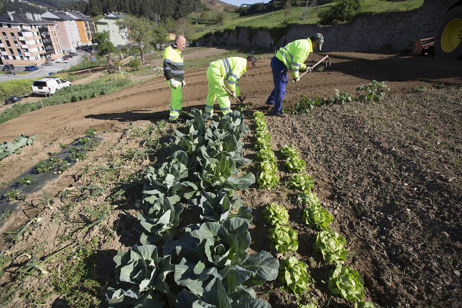 Asturias comienza a retirar patatas para erradicar la polilla guatemalteca