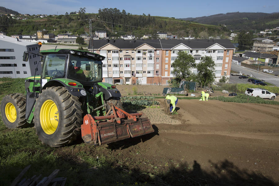 Asturias comienza a retirar patatas para erradicar la polilla guatemalteca