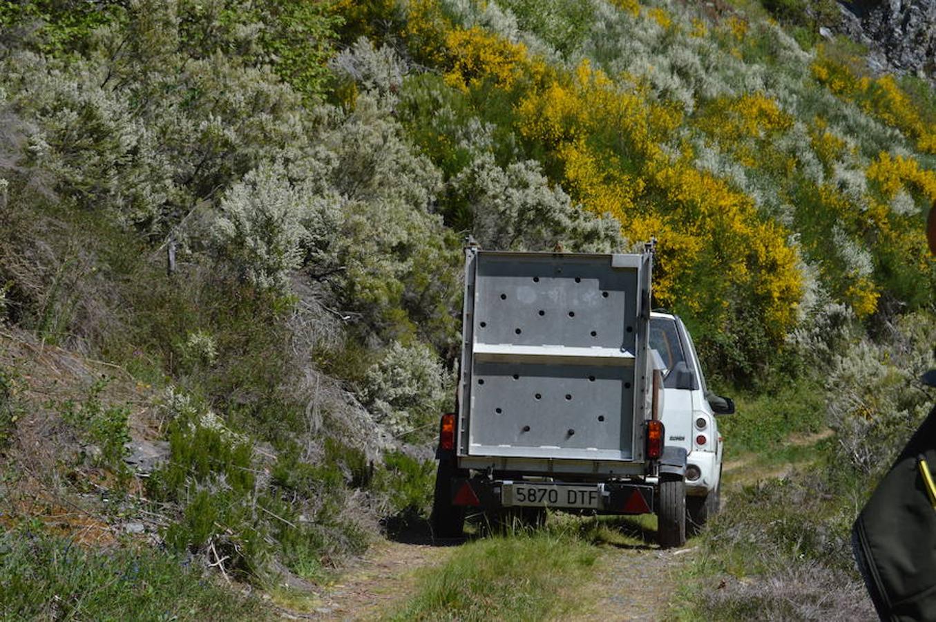 Retiran los cadáveres de los oso muertos en Cangas del Narcea