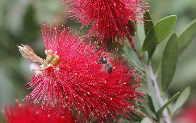 El Jardín Botánico, en todo su esplendor