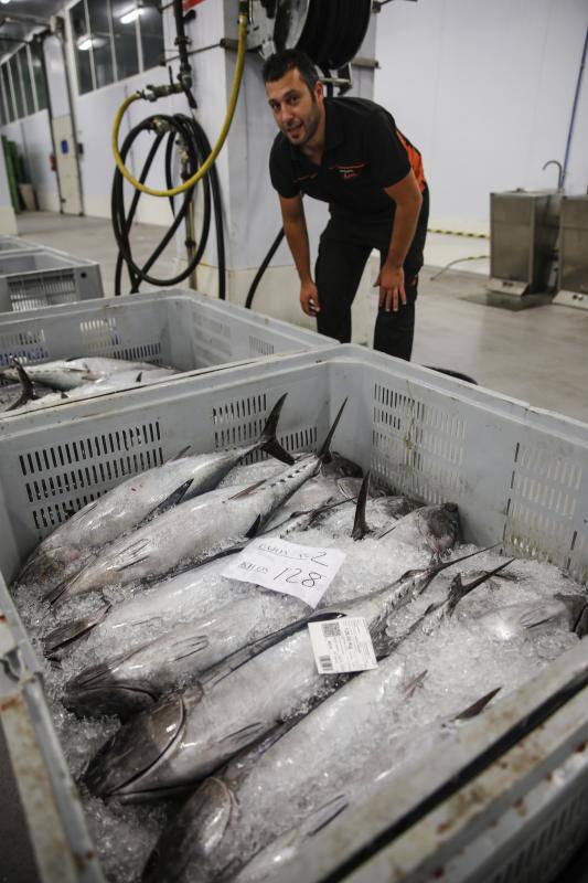 Llega el bonito a la rula de Gijón