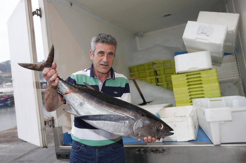 Llega el bonito a la rula de Gijón