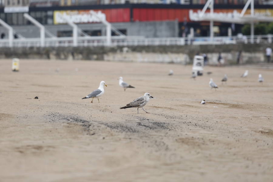 Limpieza en Poniente tras la fiesta de San Xuan