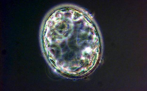 Imágen de un embrión humano de cinco días clonado. 