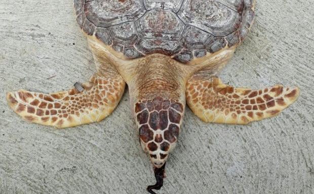 La tortuga fallecida 'Haymadremía' en aguas del Cantábrico. 