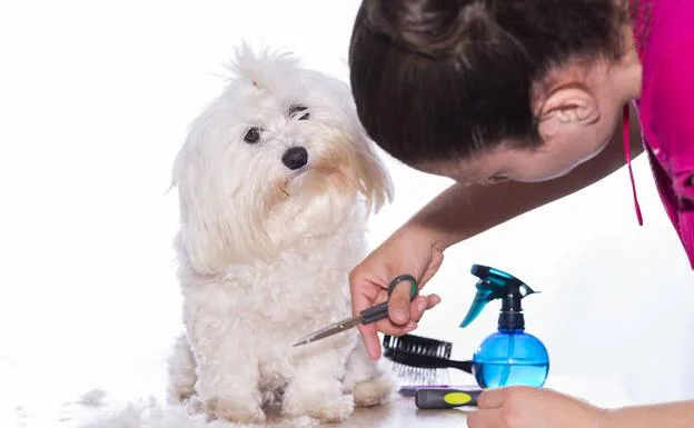 ¿Le cortas el pelo a tu perro en verano? Puedes estar haciéndolo mal