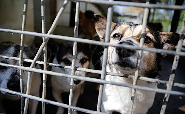 Perros en una perrera muncipal. 