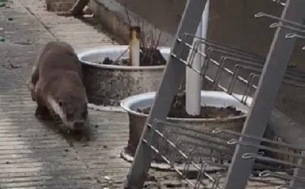 Una nutria a la carrera por Nava