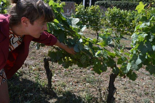 Andrea González muestra los racimos adelantados de la bodega Monasterio de Corias. 