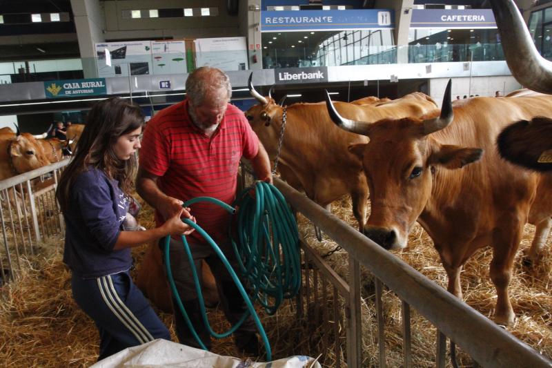 593 reses de 113 ganaderías participan desde hoy en el concurso de La Magdalena