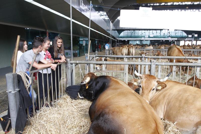 593 reses de 113 ganaderías participan desde hoy en el concurso de La Magdalena