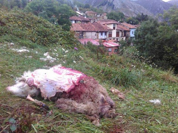 Una de las ovejas hallada muerta en la mañana del domingo cerca del pueblo de Orlé. 